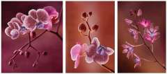 11006 Розовые орхидеи (триптих) Miniart Crafts